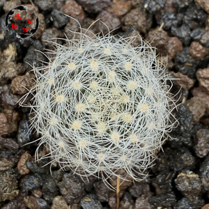 植物公馆23a实生混乱玉多肉仙人球拍卖包邮