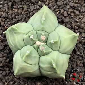 植物公馆99a实生龟甲鸾凤玉多肉仙人球拍卖包邮