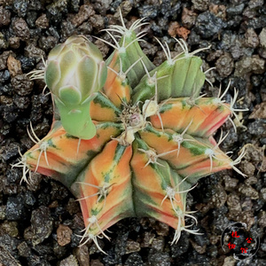 植物公馆6a实生级散斑米哈锦多肉仙人球拍卖包邮