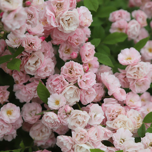 花思雨【群舞】日系新品无刺藤本丰花月季蔷薇抗病耐热庭院盆栽