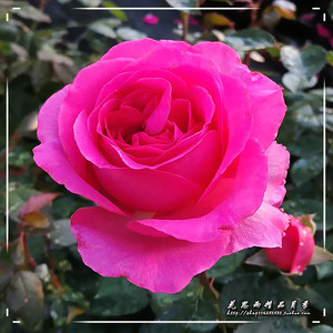 花思雨[伯纳黛特·拉芳特]浓香大花月季勤花抗病耐寒庭院绿植盆栽