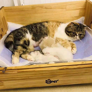 猫咪产床实木