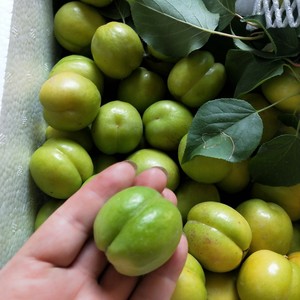 甘肃刘家峡现摘现发包谷杏子青杏子孕妇水果包邮