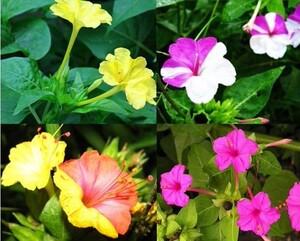 盆栽紫茉莉苗夜来香胭脂夜夜娇地雷粉豆花绿植阳台庭院花苗中药材