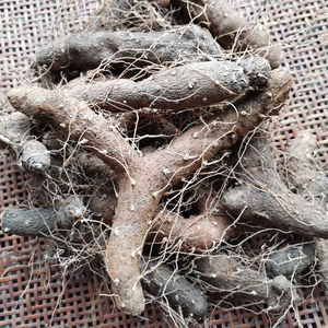 陕南土特产野黄姜火藤根盾叶薯蓣山里长新鲜生火头根现挖3斤