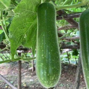 黑毛节瓜广东特产时令小冬瓜现摘新鲜蔬菜顺德桑麻粤菜食材10斤装