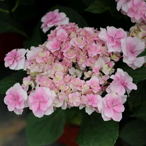 进口绣球花苗早安 日安包对版 阳台盆栽庭院花卉绿植 新店特价