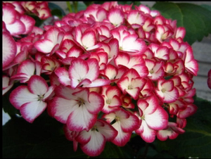 进口绣球花苗美加子包对版 阳台盆栽庭院花卉绿植 新店开业特价