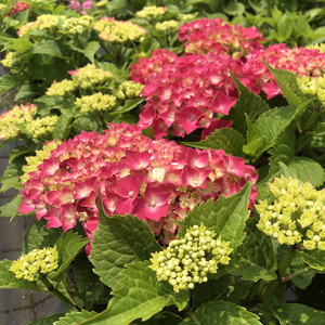 绣球花苗马雷夏尔包对版阳台室内办公室花园盆栽庭院花卉绿植装饰