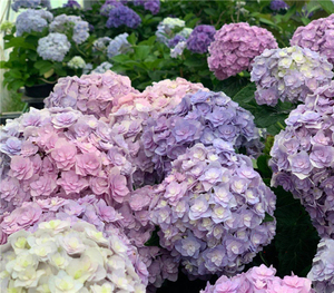 芊墨花园包对版宝山绣球花花苗插杆苗阳台庭院盆栽庭院花卉绿植