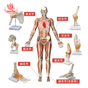 人体六大关节骨骼模型附韧带手肘肩膝髋脚全套仿真医学院教具摆件