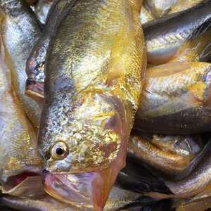 崇明正宗纯天然东海新鲜梅童鱼梅子鱼小黄花鱼海鲜鲜活水产品