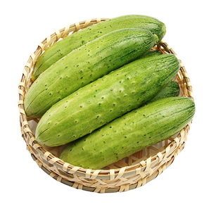 东北旱黄瓜水果黄瓜种