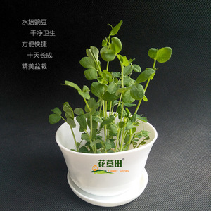 荷兰豆种子水培豌豆小盆栽绿学生简单易种冬季播观察教学作业