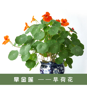 旱金莲种子金莲花旱荷花盆栽种子花籽阳台室内吊篮四季种花卉易种