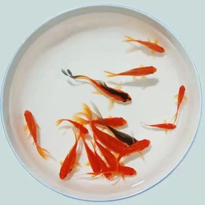 草金鱼活鱼观赏鱼鱼苗小金鱼红草金淡水鱼好养耐活红鲫鱼锦鲤鱼