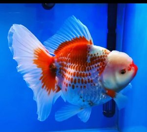 精品观赏鱼金鱼特大泰狮大巨人狮大百褶裙狮渔场一手鱼原装泰狮苗