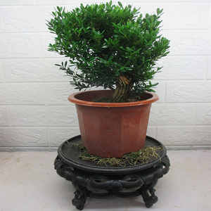小叶黄杨绿植盆景盆栽花卉办公室内阳台桌面植物净化空气吸甲醛