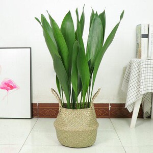 一叶兰四季长青室内客厅观叶植物室内绿叶花卉盆栽