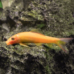 003人付款淘宝横纹南鳅花纹条鳅原生观赏鱼淡水鱼冷水鱼底栖秦广鹏