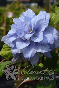 铁线莲马祖里多蓝里昂前卫如梦晨曲爬藤植物多年生耐寒盆栽三类剪