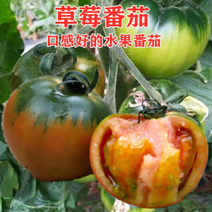 真甜东北铁皮柿子种籽丹东水果草莓西红柿种子番茄种孑春夏四季播