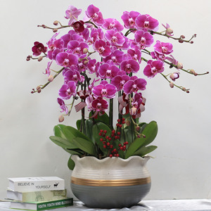 大财主蝴蝶兰开花带苞室内盆栽桌面真花开业乔迁结婚高档年宵花卉