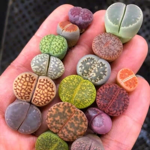 石花屁股花石头花绿植盆栽石生花整盆植物组合稀种pp大母本多肉屁