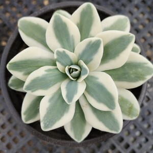 一物一拍彭城园艺富士锦多肉基地直发满39包邮付款减库存