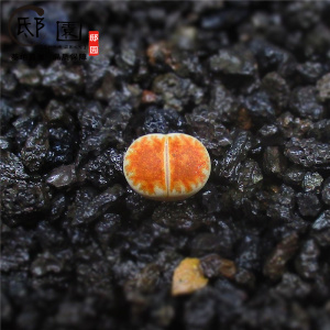 邸园|红窗玉 生石花 多肉植物办公室绿植盆栽