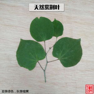 【紫荆树叶】紫荆树叶品牌,价格 - 阿里巴巴