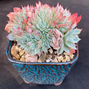 墨溪谷多肉  露西缀化整桩  多肉植物  一物一拍 盆栽  阳台