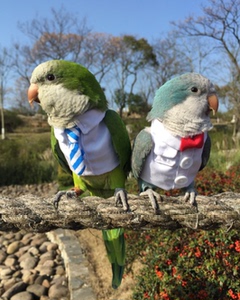 虎皮衣服牡丹衣服爱情鸟衣服鹦鹉用品鸟用品飞行服 格桑花原创