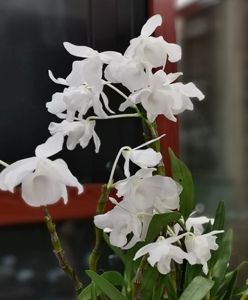 稀少珍贵白檀香石斛 全素檀香 白檀石斛花香特稀少 石斛兰