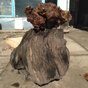 700人付款淘宝琥珀木松明手串diy木料血龙佛珠镇尺雕刻刀柄全透摆件