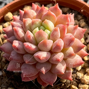 胭脂豆 小红衣杂交 选育新品 多肉植物/鲤想植物园