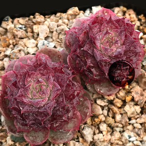 【霹雳玫瑰】稀有韩系新品 紫红溏心 多肉植物 首图为母本状态图