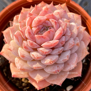 【恩宠 格瑞斯惊喜】 韩系粉色暗纹多肉植物 一物一拍