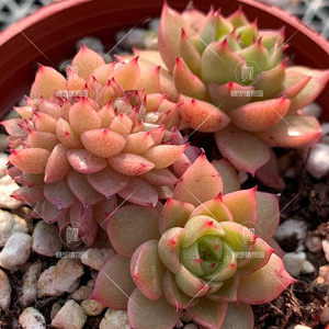 【红酒桃】麦杆 油腻 血斑红尖尖 多肉植物/一物一怕