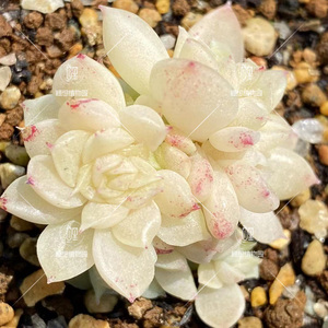 【叠叶麦杆】韩麦选育 白体油透内凹叠叶母株体 多肉植物