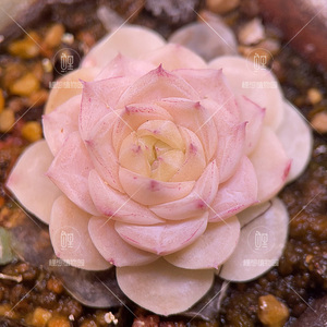 麦杆 白天鹅 正版 多肉植物/鲤想植物园/一物一图