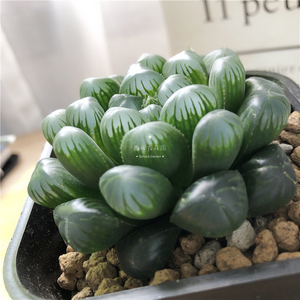 龙珠玉露十二卷属萌萌多肉植物玉扇万象寿锦防辐射桌面盆栽含盆土