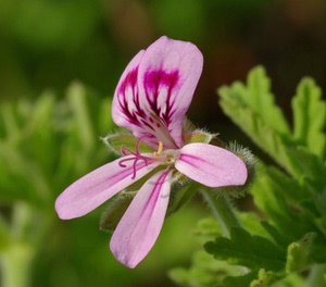 玫瑰天竺葵纯露