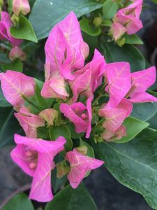 三角梅(比芭)带盆发货