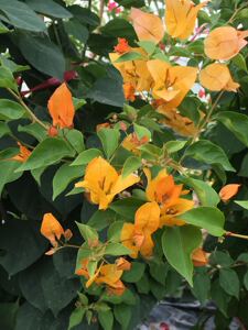 三角梅(小金雀)带盆小苗.