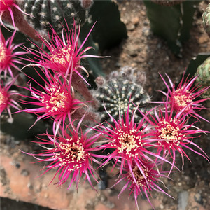 红昭和 丽花属开花仙人球 多肉植物组合盆栽稀有品种