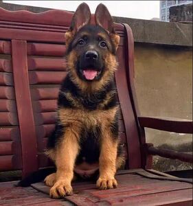 牧羊犬幼犬纯种狗活幼体军犬警犬狼狗黑背成年德牧巨型出售0人付款60