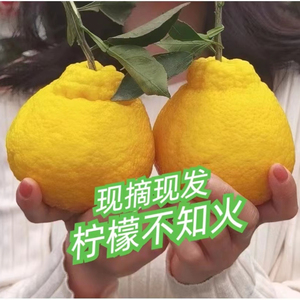 蒲江柠檬丑柑丑橘柠檬不知火新鲜水果四季水果孕妇桔子甜高端品质