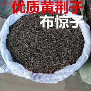 野生布惊子布惊仁布惊籽仁布惊子仁枕头黄荆籽黄荆子布惊籽