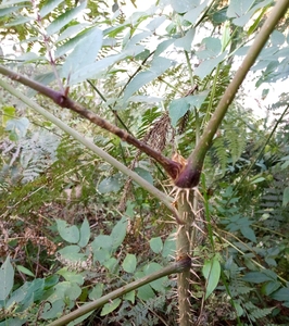 楤木根野生新鲜现挖鹊不踏虎阳刺鸟不宿不站刺老包雷公刺500g包邮